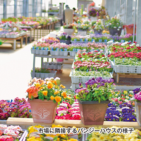 花のまち鴻巣直送！お家を彩る寄せ植え便　ベーシックプラン　定期コース（継続）