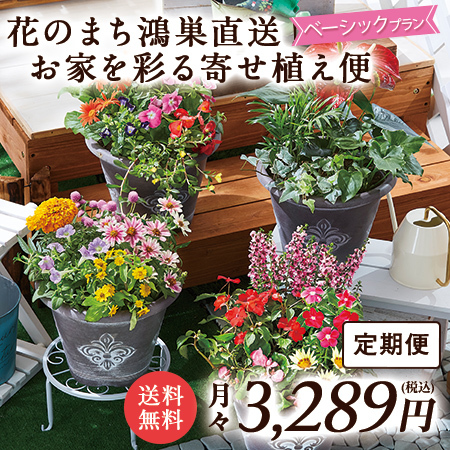 花のまち鴻巣直送！お家を彩る寄せ植え便　ベーシックプラン　定期コース（継続）