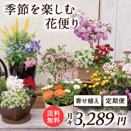 季節を楽しむ花便り　定期コース（継続）