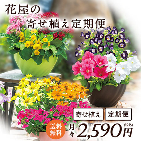 花屋の寄せ植え定期便　定期コース（継続）