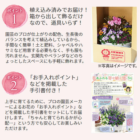 彩りいっぱい！花あふれる寄せ植え便　定期コース（年１２回）