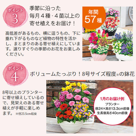 彩りいっぱい！花あふれる寄せ植え便　定期コース（年１２回）