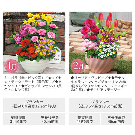 彩りいっぱい！花あふれる寄せ植え便　定期コース（年１２回）