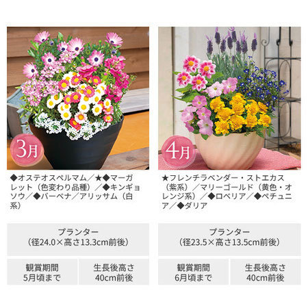 彩りいっぱい！花あふれる寄せ植え便　定期コース（年１２回）