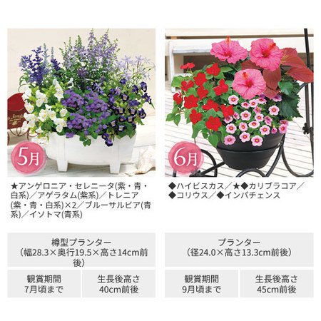 彩りいっぱい！花あふれる寄せ植え便　定期コース（年１２回）