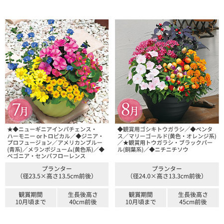 彩りいっぱい！花あふれる寄せ植え便　定期コース（年１２回）