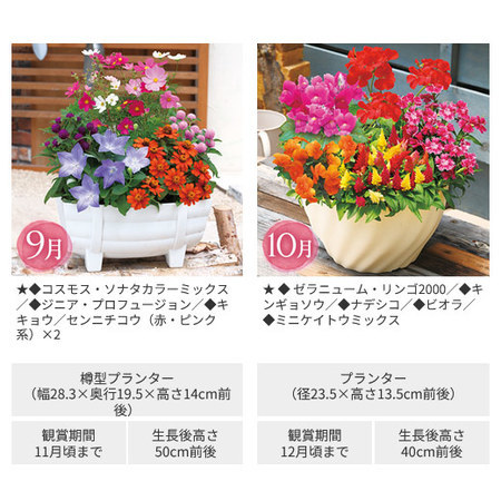 彩りいっぱい！花あふれる寄せ植え便　定期コース（年１２回）