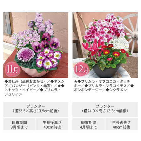彩りいっぱい！花あふれる寄せ植え便　定期コース（年１２回）
