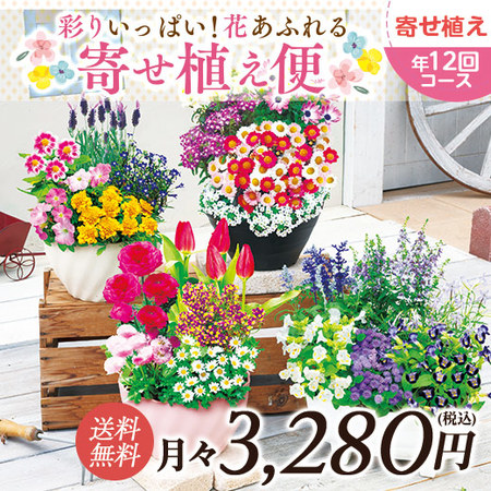 彩りいっぱい！花あふれる寄せ植え便　定期コース（年１２回）