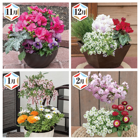 季節を楽しむ花便り　定期コース（年１２回）