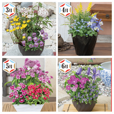 季節を楽しむ花便り　定期コース（年１２回）