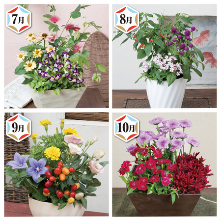 季節を楽しむ花便り　定期コース（年１２回）