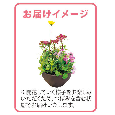 季節を楽しむ花便り　定期コース（年１２回）