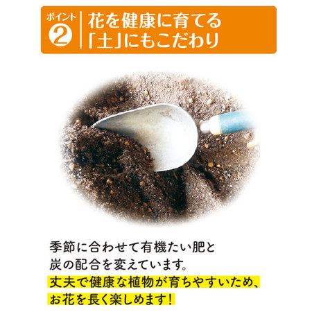 季節を彩る！カラーガーデニング　定期コース（年１２回）