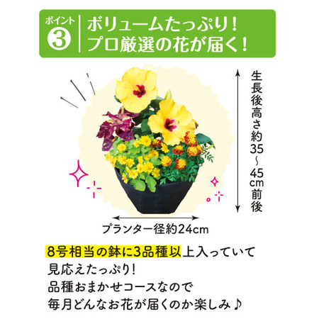 季節を彩る！カラーガーデニング　定期コース（年１２回）