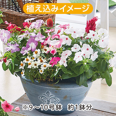 市場直送！季節の苗だより　ミニプラン　定期コース（年１２回）