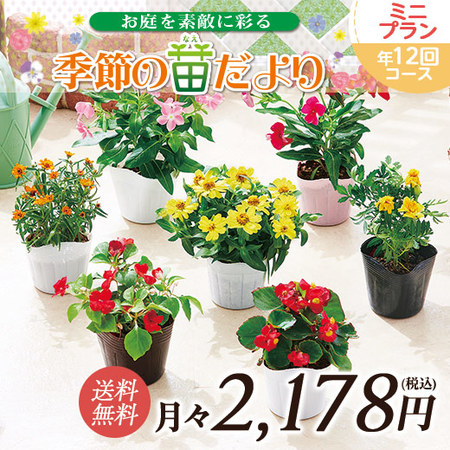 市場直送！季節の苗だより　ミニプラン　定期コース（年１２回）