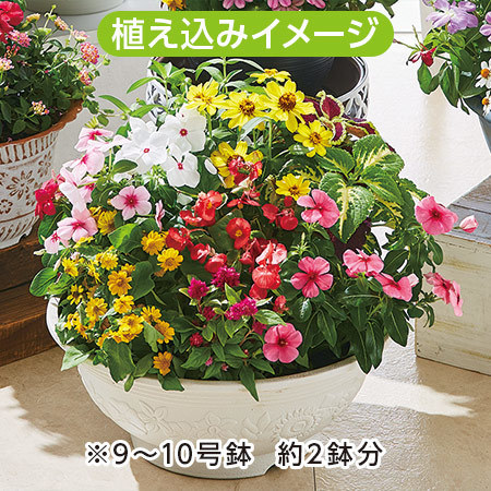 市場直送！季節の苗だより　ベーシックプラン　定期コース（年１２回）