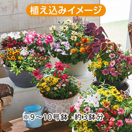 市場直送！季節の苗だより　ボリュームプラン　定期コース（年１２回）