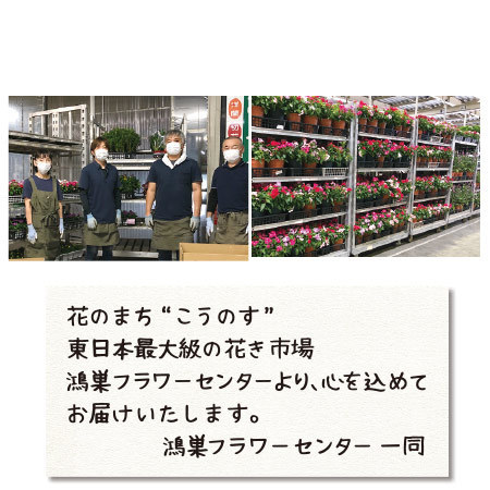 市場直送！季節の苗だより　ボリュームプラン　定期コース（年１２回）