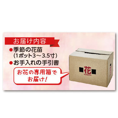 市場直送！季節の苗だより　ボリュームプラン　定期コース（年１２回）
