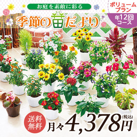 市場直送！季節の苗だより　ボリュームプラン　定期コース（年１２回）