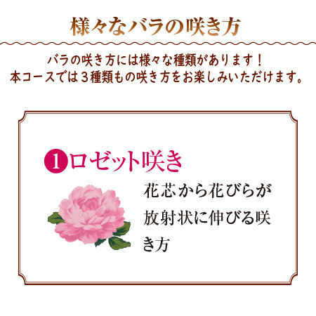 バラのプロ！森田監修【僕のおすすめ！ミニバラ自慢】定期コース（年１２回）