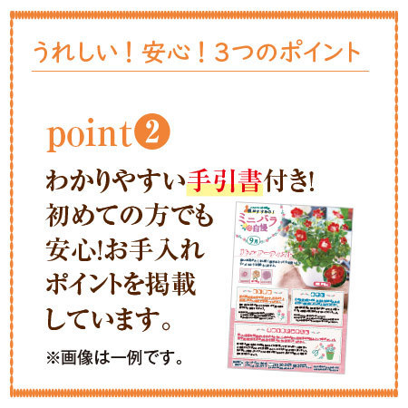 バラのプロ！森田監修【僕のおすすめ！ミニバラ自慢】定期コース（年１２回）