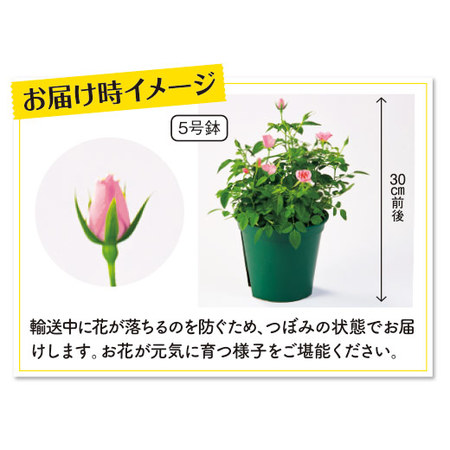 バラのプロ！森田監修【僕のおすすめ！ミニバラ自慢】定期コース（年１２回）