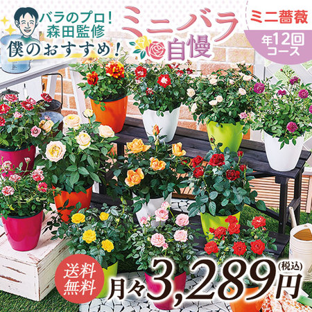 バラのプロ！森田監修【僕のおすすめ！ミニバラ自慢】定期コース（年１２回）