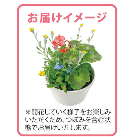 自然と暮らす　ナチュラルガーデニング　定期コース（年１２回）