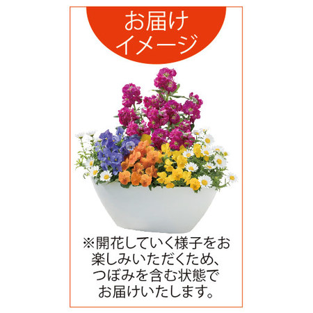 すくすく育つ！華やかデザインガーデニング　定期コース（年１２回）